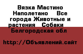 Вязка Мастино Наполетано  - Все города Животные и растения » Собаки   . Белгородская обл.